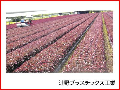 辻野プラスチックス 透明農ポリ 0.07mm×460cm×100m 1本入